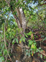 Ottoschulzia rhodoxylon