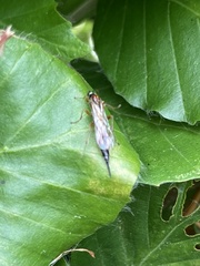 Tromatobia lineatoria