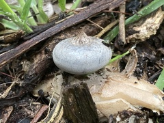 Geastrum tenuipes