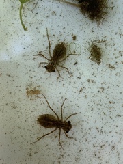 Libellula quadrimaculata