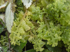 Trichocolea mollissima