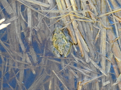 Hoplobatrachus chinensis