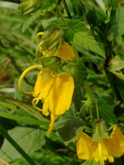 Rhynchocorys orientalis