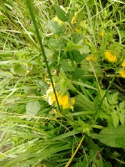 Rhynchocorys orientalis