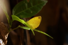 Eurema floricola