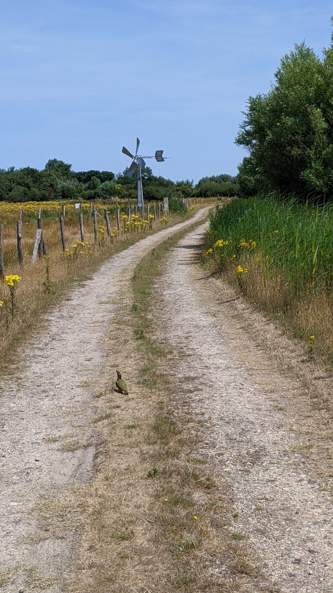 European Green Woodpecker