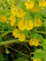 Rhynchocorys orientalis