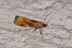 Epicallima formosella