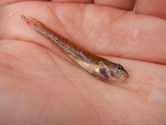 Etheostoma exile