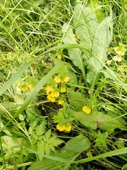 Rhynchocorys orientalis