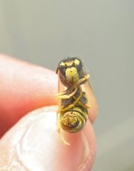 Vespula maculifrons