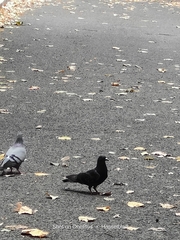Columba livia domestica