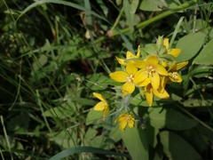 Lysimachia punctata