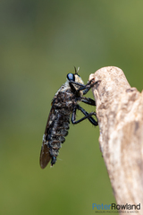 Blepharotes coriarius