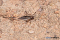 Eurepa marginipennis