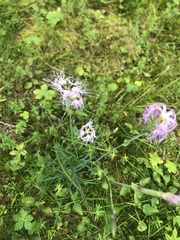 Dianthus superbus
