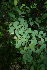 Spiraea chamaedryfolia