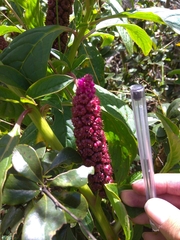 Phytolacca bogotensis
