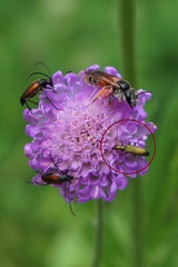 Chrysanthia geniculata