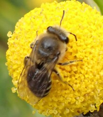 Colletes daviesanus