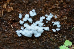Ceratiomyxa fruticulosa fruticulosa