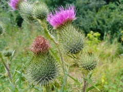Cirsium vulgare