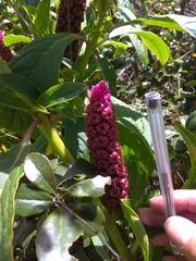Phytolacca bogotensis