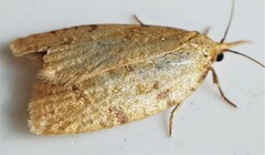 Cenopis directana