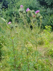 Cirsium vulgare