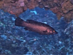 Psammoperca datnioides