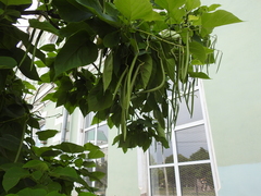 Catalpa bignonioides