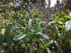 Phytolacca bogotensis