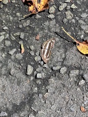 Neptis sappho intermedia