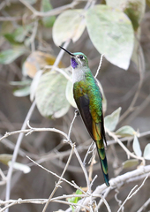 Taphrolesbia griseiventris