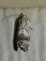 Ofatulena duodecemstriata