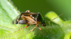 Deraeocoris lutescens