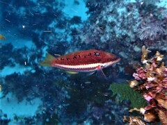 Pseudolabrus biserialis