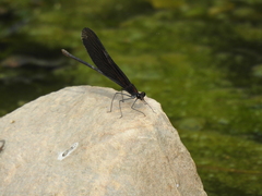 Atrocalopteryx atrata
