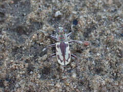 Cicindela limbata labradorensis