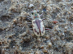 Cicindela limbata labradorensis