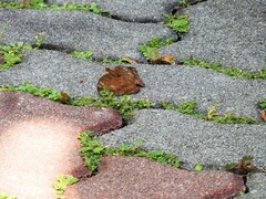 Euthalia aconthea gurda