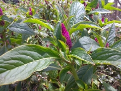 Phytolacca bogotensis