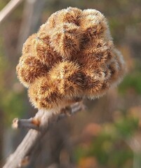 Handroanthus coronatus