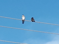 Pygochelidon cyanoleuca