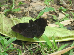 Achlyodini