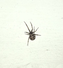 Steatoda triangulosa