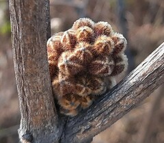 Handroanthus coronatus