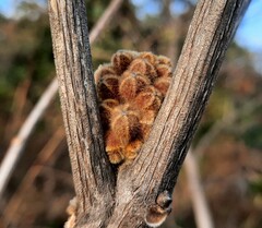 Handroanthus coronatus