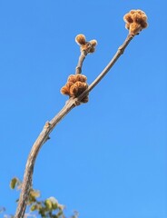 Handroanthus coronatus