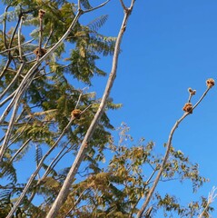 Handroanthus coronatus